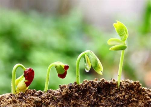 土壤養(yǎng)分測(cè)試儀 土壤養(yǎng)分測(cè)試儀